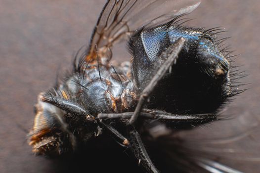 Extremely close-up of a dead fly covered with dust particles. Shallow depth of field dead insects