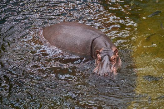 Hippopotamus in water. Top view of a large hippo.