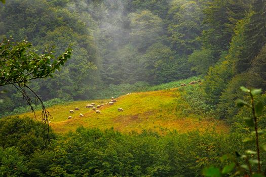 A flock of sheep grazing in a green meadow on a mountain hill. 
