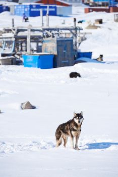 Sled dogs in city of Ilulissat - Greenland. Sled dog - 7000 sled dogs in the city of Ilulissat, at city with a population of 4500 people, Greenland, Denmark. The month of May.