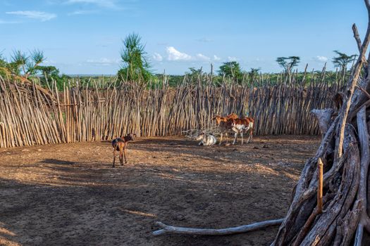Cattle pen in Hamar Village, South Ethiopia, Africa