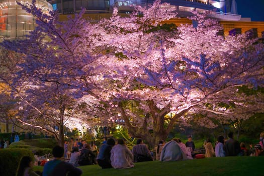 Heavy garden night cherry blossoms and Roppongi Hills
