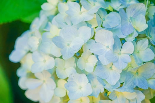 Blue hydrangea and new green