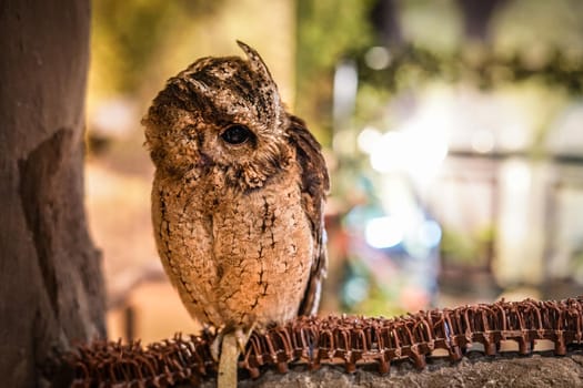 Cute owl image