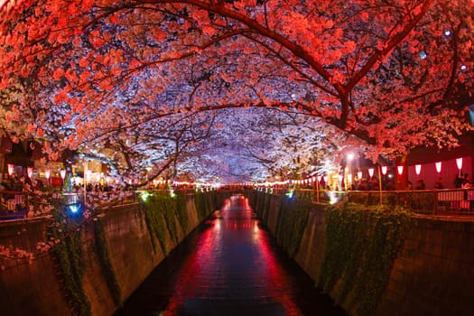 Night cherry blossoms of Meguro River in full bloom