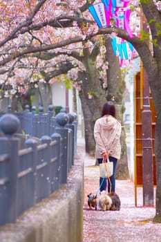 Woman walking in Ookawa promenade of cherry blossom bloom