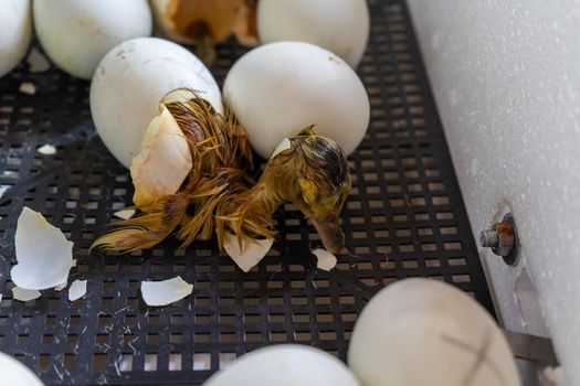 Close up of crack egg duck before birth. The process of hatching from goose eggs in the incubator.