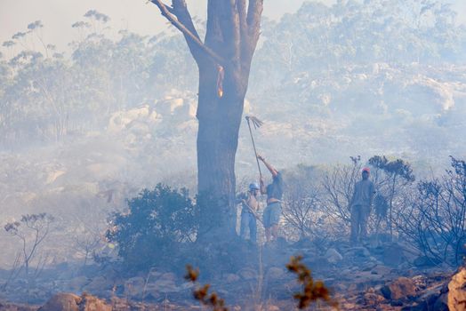 Taking down the fire one tree at a time. Shot of fire fighters combating a wild fire.