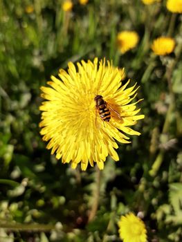 American hoverfly on a dandelion flower close-up