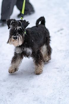 Miniature Schnauzer dog beard mini black, In the afternoon portrait animal for pedigree from puppy therapy, black sport. Happy small doggy, training grass fun