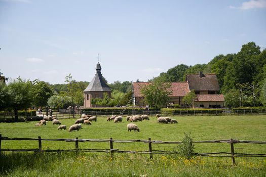 brown sheep graze on an open green meadow in a farming area, rural life,