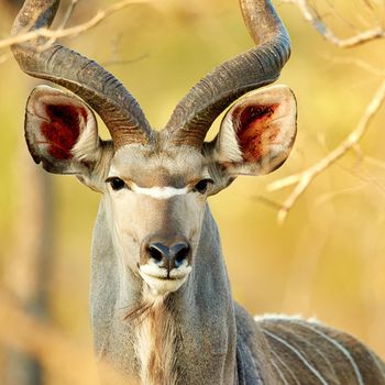 So majestic. Cropped shot of a male kudu on the plains of Africa.