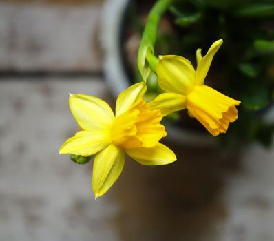 Yellow spring narcissus flowers growing in a pot.