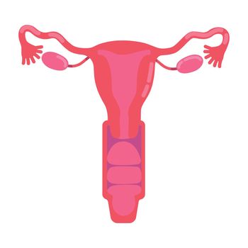 Female reproductive system semi flat color vector object