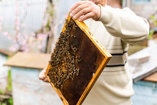 beekeeper's hand holds empty eaten honeycombs