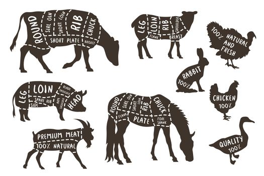 Illustrations for butcher shop. Cutting lines of different parts of domestic animals. Vector butcher animal part, meat diagram scheme rabbit and lamb, cattle EPS