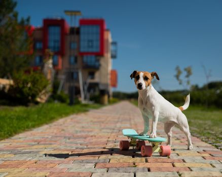 Jack russell terrier dog rides a penny board outdoors.