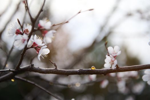 Cropped image of a flowering blossoming apricot fruit tree with swollen buds, against the background of a clear sky on an early spring day. Gardening, botany