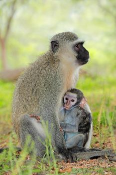 Vervet monkey with suckling baby