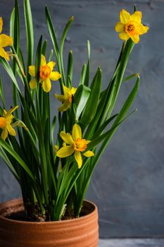 Seasonal home decor with flower pot of daffodils