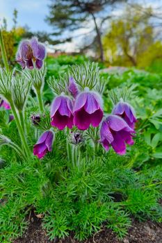 Pulsatilla patens is a species of flowering plant in the family Ranunculaceae.