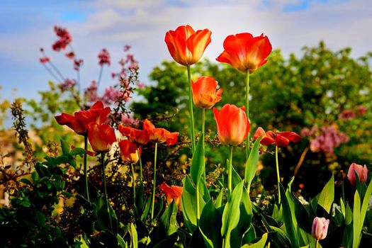 Red tulips in warm light spring day