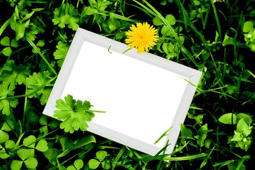 White frame for text on the background of lush green vegetation and dandelions