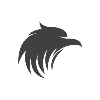 Falcon eagle bird