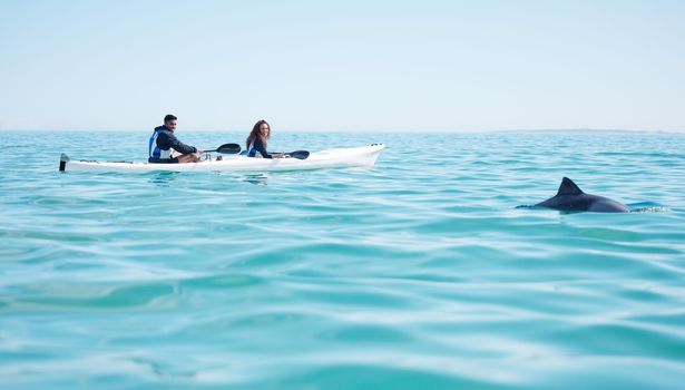 They spotted something in the deep blue water. Shot of a young couple spotting a dolphin while kayaking at a lake.