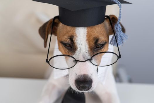 Cute dog jack russell terrier sits at the desk in glasses tie and academic cap.
