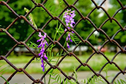 Rusty iron mesh grating and purplish flowers