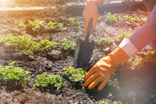 Gardening tools on fertile soil texture background seen from above. Gardening or planting concept. Working in the spring garden.