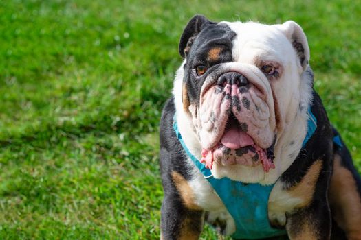 Portrait of Black tri-color english british bulldog with tongue in blue harness sitting on the green grass in sunny day