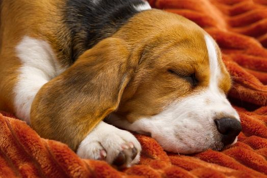 cute beagle puppy resting on an orange plaid. portrait of a beautiful Beagle puppy