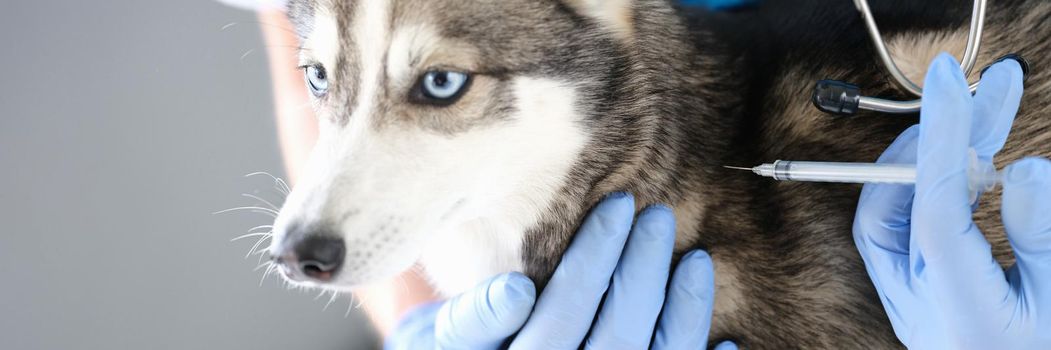 Veterinarian doctor in gloves gives injection to dog closeup