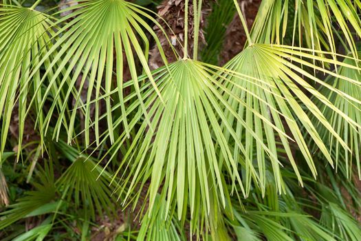 Big green palm leaves closeup, tropical plants background