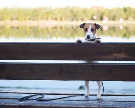 Lonely dog on a bench by the lake.