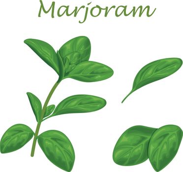 Marjoram. Green marjoram leaves and a sprig of marjoram. A spicy, medicinal herb for seasoning. Vector illustration isolated on a white background