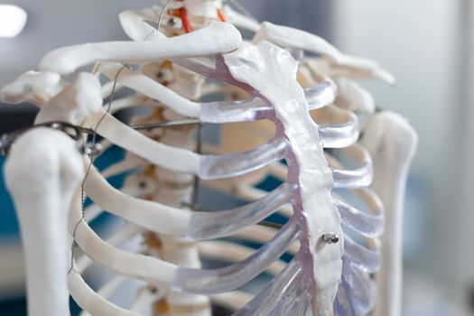Close up of backbone of an anatomical human skeleton