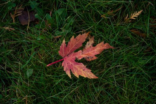 Red maple leaf on green grass.