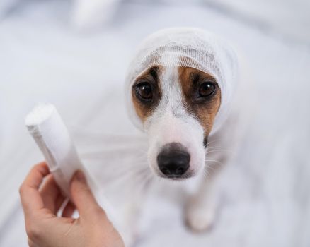 Veterinarian wraps a bandage around the head of a dog Jack Russell Terrier.