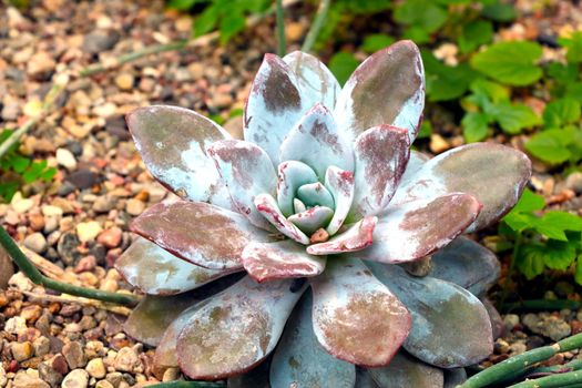 Succulents are plants whose parts are more fleshy than usual. Water retention in arid climates.
