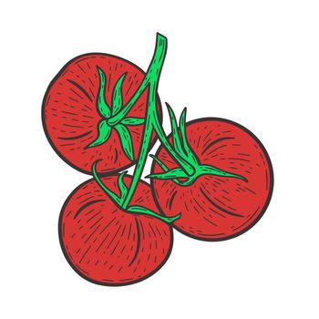 Red tomatoes on a twig hand drawn engraving vintage vector illustration