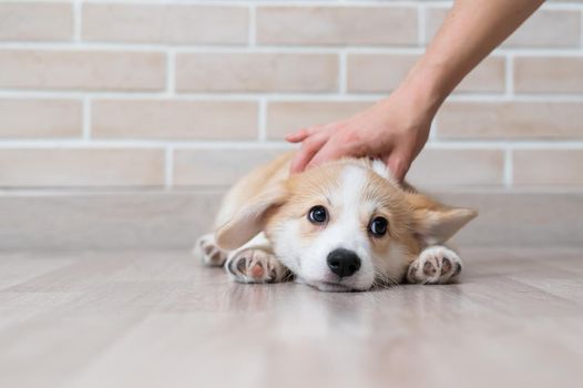 The owner gently strokes the lying Welsh Corgi puppy.