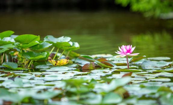 water lily and lotus flowers in pond lake with blooming flowers