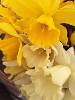 Close-up of daffodil flowers