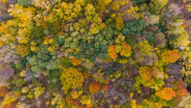 Autumn forest aerial drone view