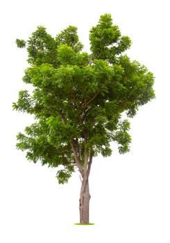 Tree isolated on white background, With Clipping path.