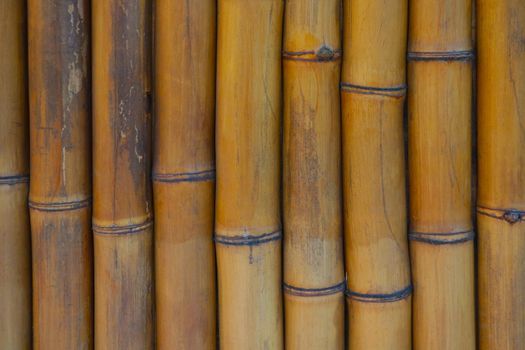 Yellow bamboo background. Close up wood texture.