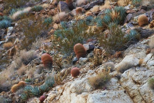 Barrel Cactus. Barrel Cactus Ferocactus cylindraceus in the Anza-Borrego Desert in Southern California, USA.